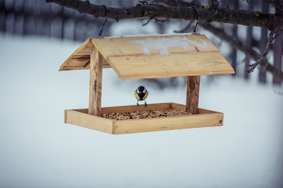 Look after wildlife in your garden this winter with fat balls for birds