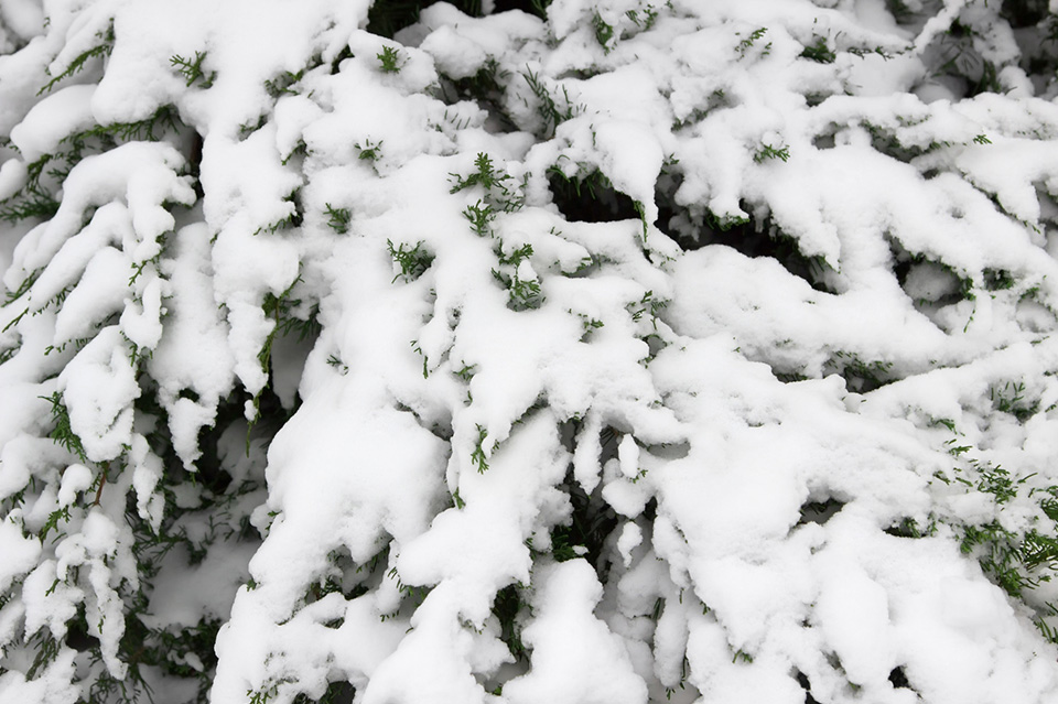 Stop snow and cold weather damaging plants in your garden