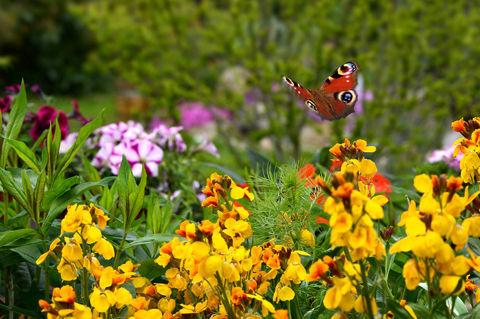 Health Benefits Of Plants And Gardening