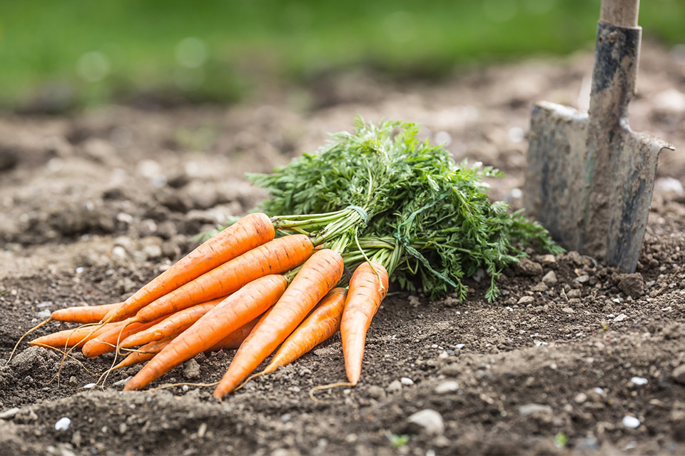 National Growing For Wellbeing Week 2019