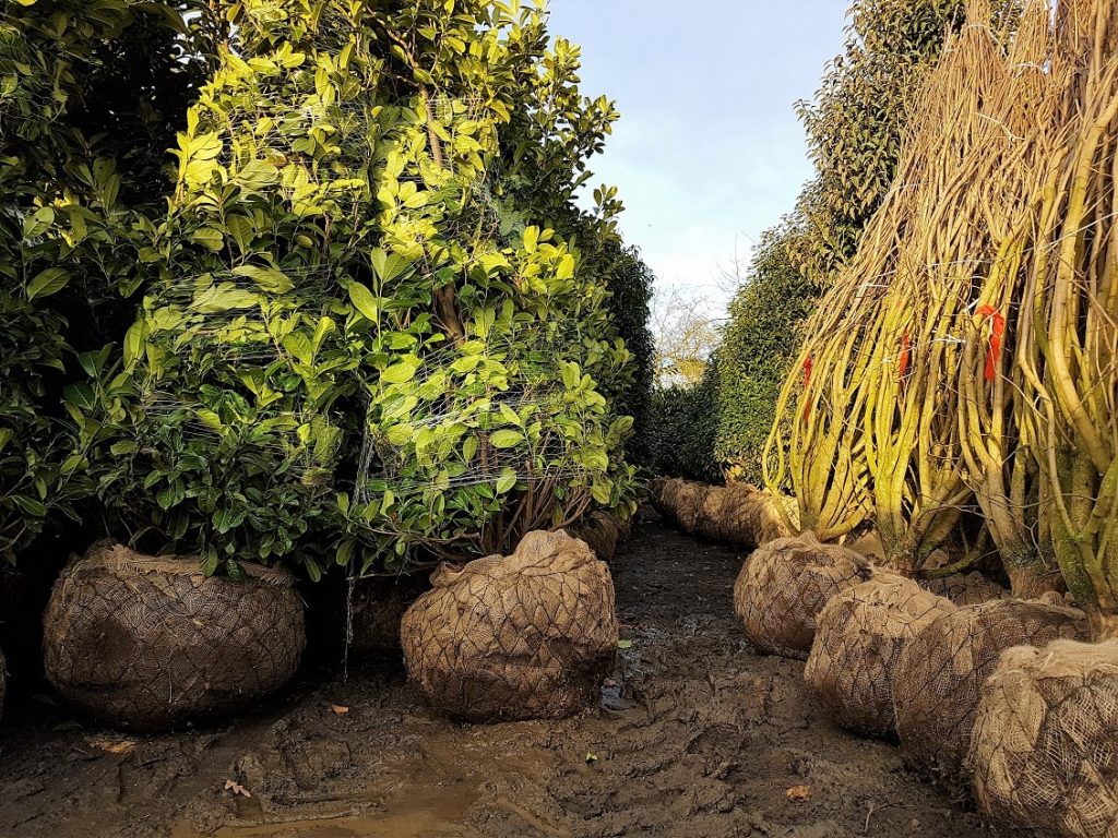 root ball mature plants garden