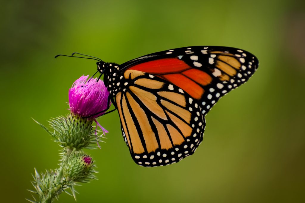 colourful butterfly on wild flower