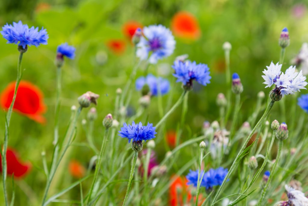 field of red and blue wild flowers