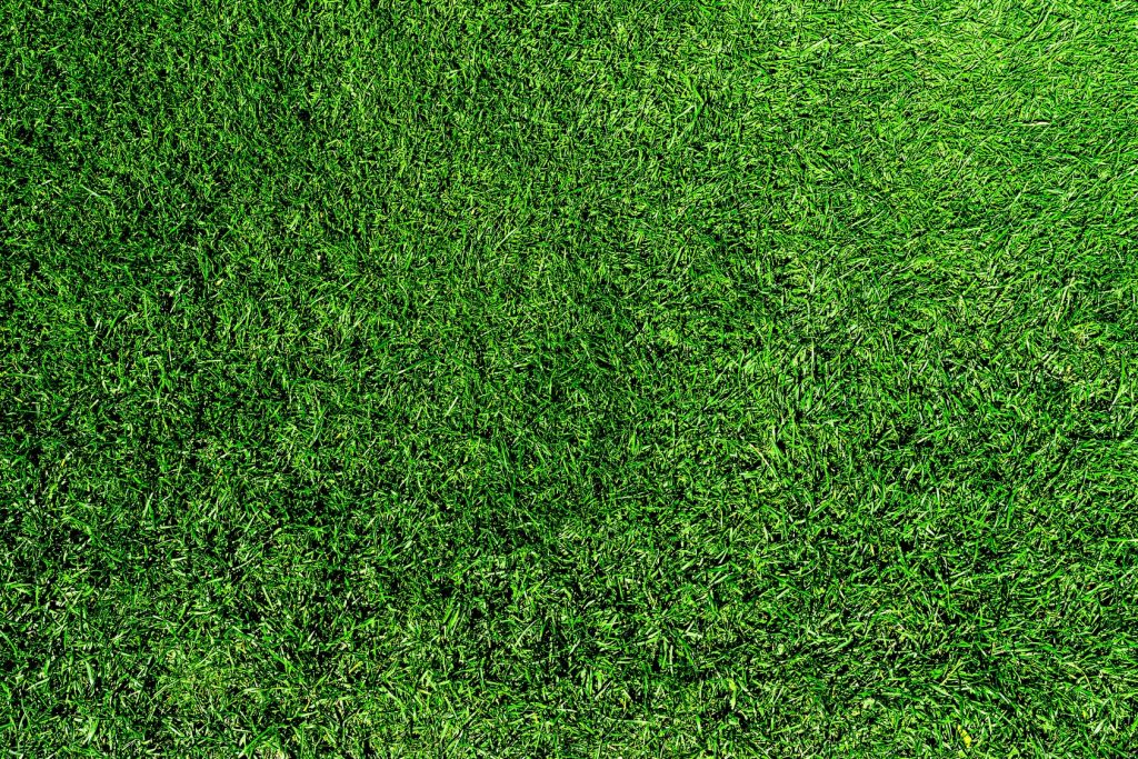 green healthy lush grass