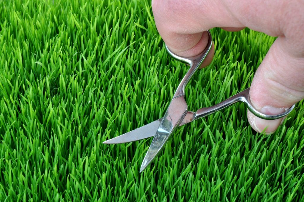 someone hand cutting lawn with scissors