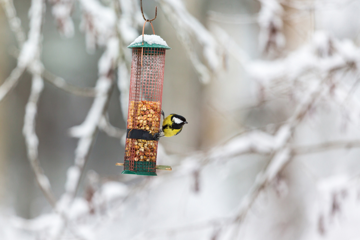 Feeding garden brids in winter