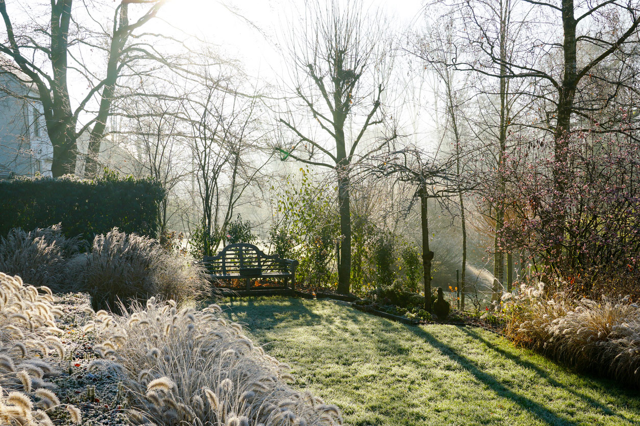 Frosty winter garden