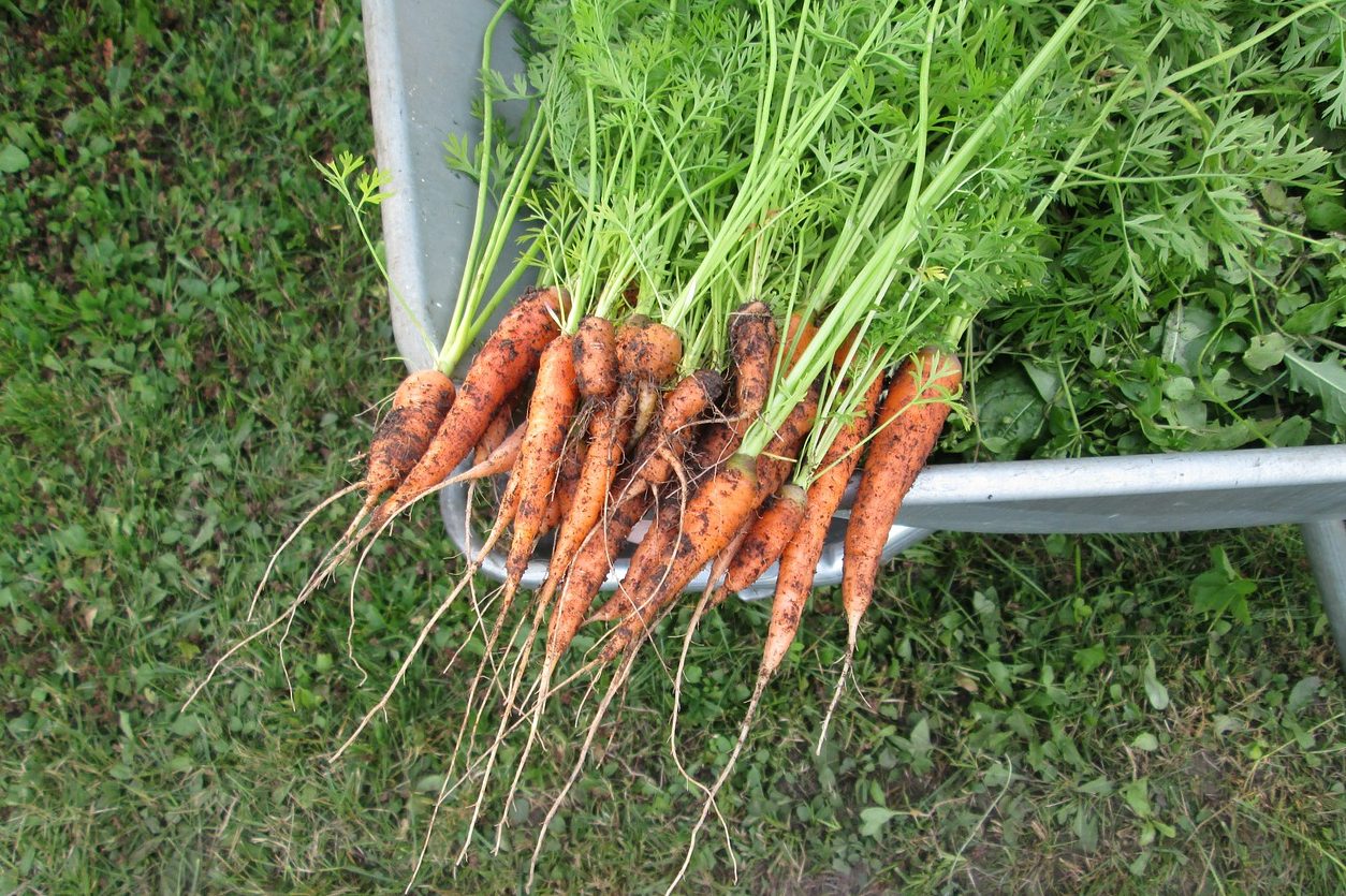 gardening carrots