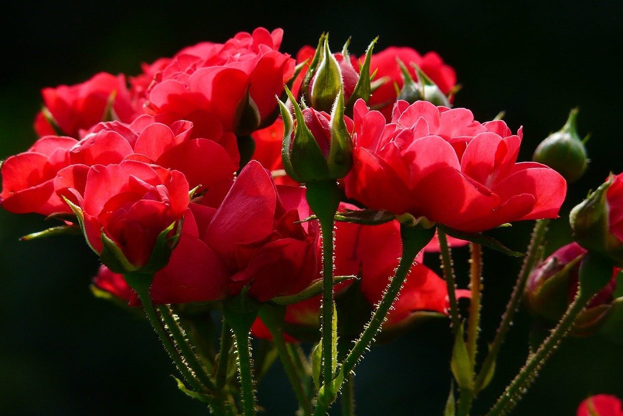 red roses